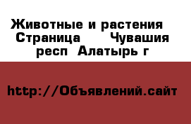  Животные и растения - Страница 10 . Чувашия респ.,Алатырь г.